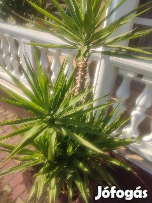 yukka pálma+ajándék 